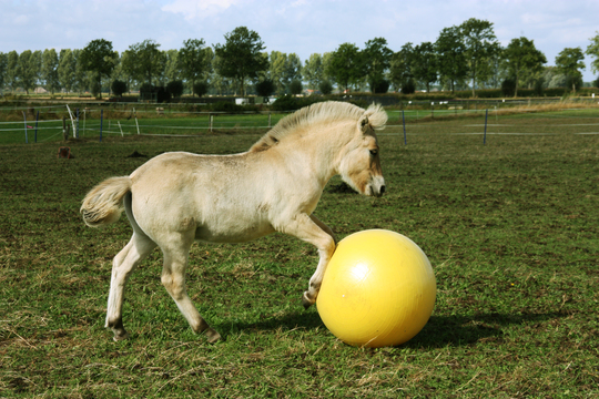Zielig uitglijden Mompelen Power Play Ball (grote speelbal voor paarden) - dierenvriendshop