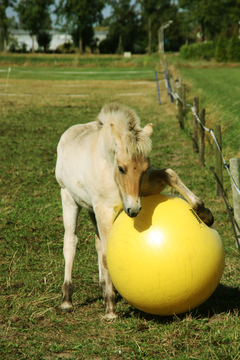 Ademen Lijkenhuis wijsvinger Power Play Ball (grote speelbal voor paarden) - dierenvriendshop