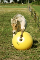 Power Play Ball (grote speelbal voor paarden)