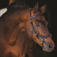 Hoofdstel Rambo Micklem Multibridle