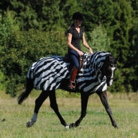 bucas Buzz-Off Riding zebra