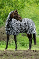 Vliegendeken met hals -Zebra- met buikflap