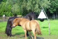 Dazenval Loer