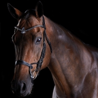 COLLEGIATE COMFITEC CRYSTAL BRIDLE WeatherBeeta