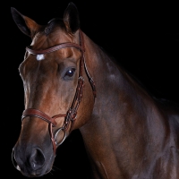 Collegiate ComFiTec Training Bridle WeatherBeeta