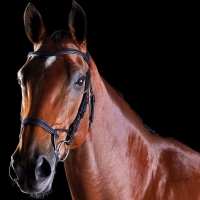 Test hoofdstel Collegiate ComFiTec Training Bridle