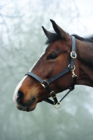 KINCADE TRIPLE STITCH LEATHER HEADCOLLAR