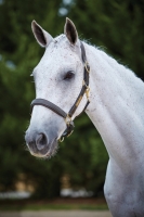 KINCADE LEATHER NAME PLATE HEADCOLLAR