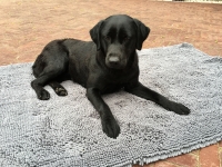 Doggy Dry Spillmat