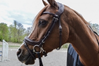 Montar Bretagne Organic Tanned Bridle - Brown