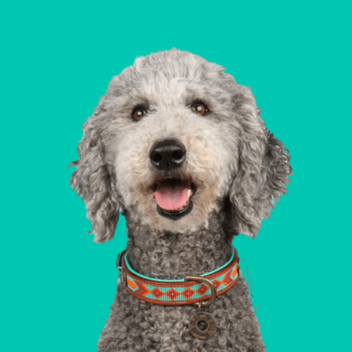 Dog with a Mission Urban Halsband