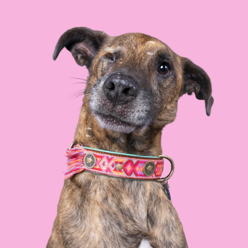 Dog with a Mission Boho Rosa Halsband