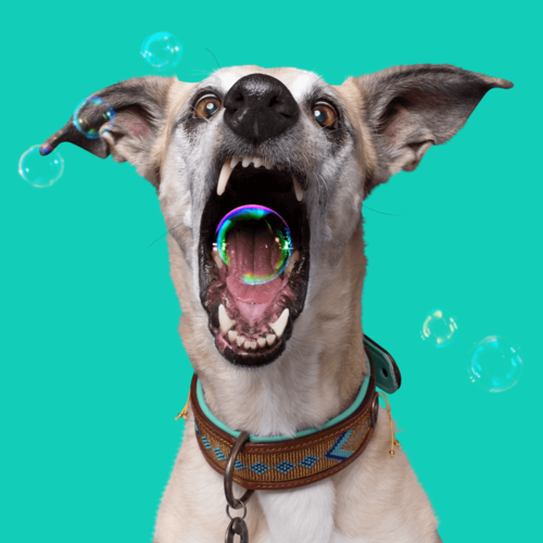 Dog with a Mission Indi Moon  Halsband