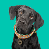 Dog with a Mission Indi Moon  Halsband