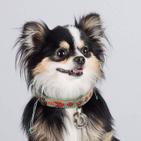 Dog with a Mission Paddy Lee  Halsband