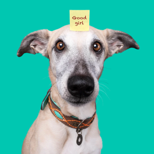 Dog with a Mission Joplin  Halsband