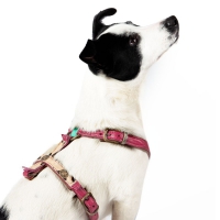 Lou Lou Hondentuigje XXS + Sleutelhanger