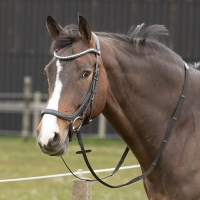 Hoofdstel  harrys horse Anatomic crystal