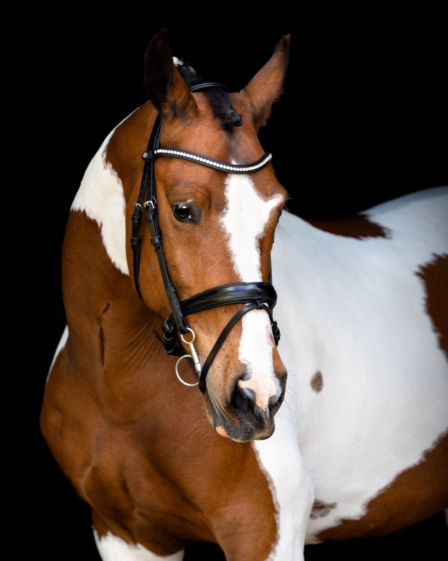 Montar FAIR Bridle - Black Montar FAIR Bridle - Black