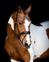 Montar FAIR Bridle - Black