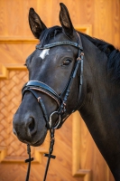 hoofdfstel Sofia