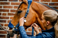 Horseware Signature Grooming Headcollar