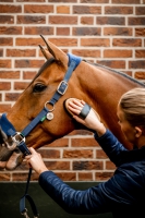 Horseware Signature Grooming Headcollar
