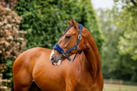 Horseware Signature Grooming Headcollar