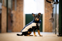 Horseware Signature Dog Fleece