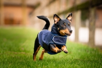 Horseware Signature Dog Rain Coat