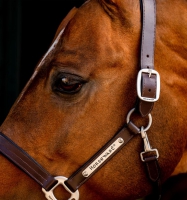 Horseware Signature Leather Headcollar