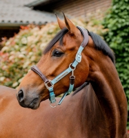 Horseware Signature Competition Headcollar