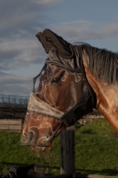 Vliegenmasker Flyshield met neusstuk, bamboo lining