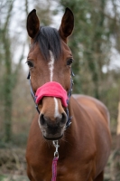 Halsters set geborduurd met naam.