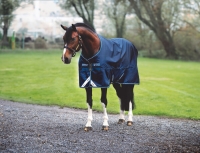 Amigo Bravo 12 Orig 150g