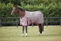 WEATHERBEETA COMFITEC ESSENTIAL STANDARD NECK LITE PLUS (50gram)