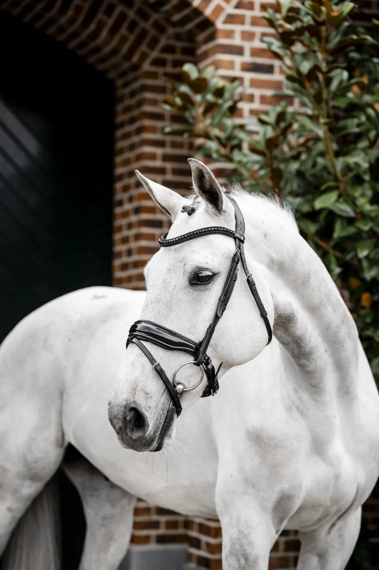 Horseware Diamante Flash Bridle