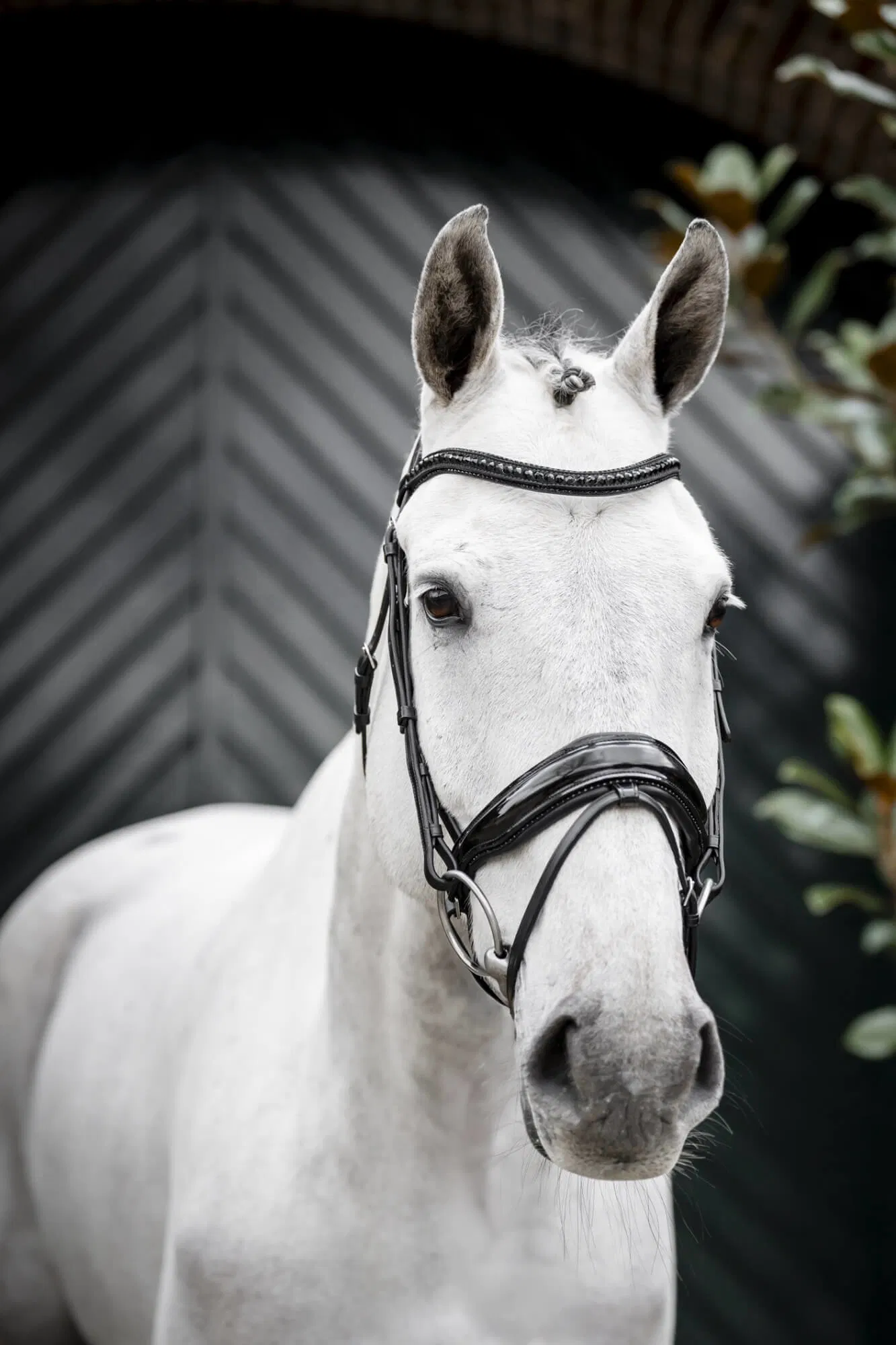Horseware Diamante Flash Bridle