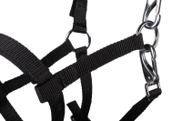 Veulenhalster -Millie-