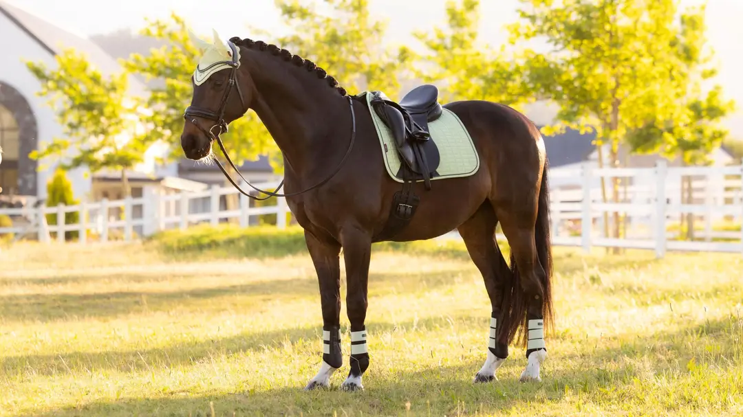 Lemieux 26SS Suede 26SS Suede Dressage Square