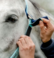 Horseware Signature  FieldSafe Headcollar