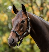 Horseware Signature  FieldSafe Headcollar